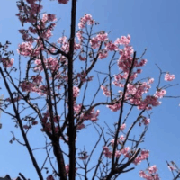 桜と鉄とステンレス