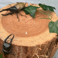 男子が夢中になるもの